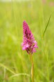 /album/galleria-foto-orchidee/anacamptis-piramidalis-2-a-jpg/