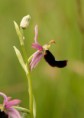 /album/galleria-foto-orchidee/ophrys-bertolonii-11-a-jpg/