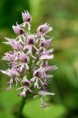 /album/galleria-foto-orchidee/orchis-simia-6-a-jpg/