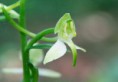 /album/galleria-foto-orchidee/platanthera-bifoliaa-7-a-jpg/