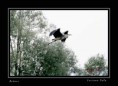 /album/galleria-foto-uccelli/airone-jpg/