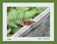 /album/galleria-foto-farfalle/papillon-jpg/