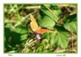 /album/galleria-foto-farfalle/papillon2-jpg/