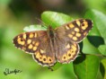 /album/galleria-foto-farfalle/papillon3-jpg/