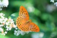 /album/galleria-foto-farfalle/papillon4-jpg/