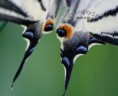 /album/galleria-foto-farfalle/papillon5-jpg/