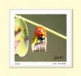 /album/galleria-foto-coleotteri/coccinella-jpg/