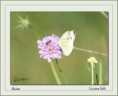 /album/galleria-foto-farfalle/compagnia-jpg/