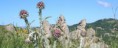 /album/galleria-foto-basilicata/alpi-lucane2-jpg/